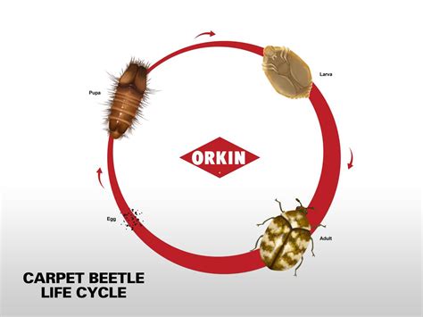 carpet beetle life cycle pictures
